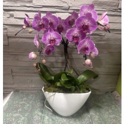 Különleges íves orchidea modern kaspóban - 1