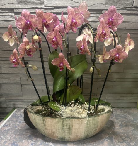Különleges íves orchidea modern kaspóban - 1