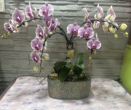 Különleges íves orchidea modern kaspóban - 1
