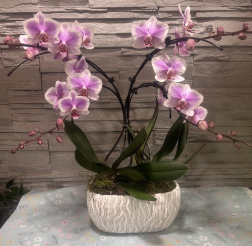 Különleges íves orchidea modern kaspóban - 1