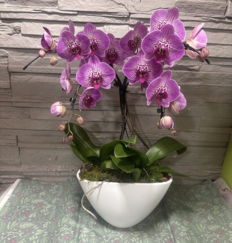 Különleges íves orchidea modern kaspóban - 1
