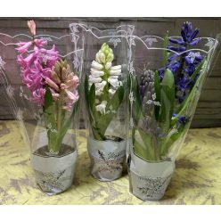 Cserepes játcint (min. 10 db.-tól)