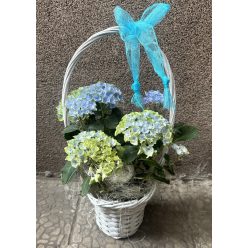 Hortenzia kosárban