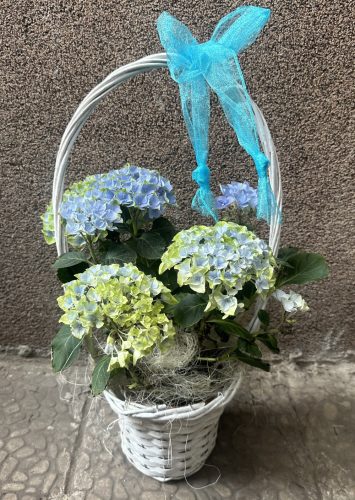 Hortenzia kosárban