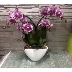 Különleges íves orchidea modern kaspóban - 2