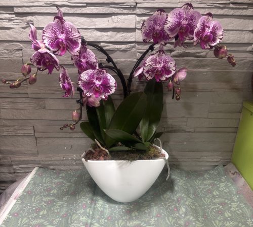 Különleges íves orchidea modern kaspóban - 2