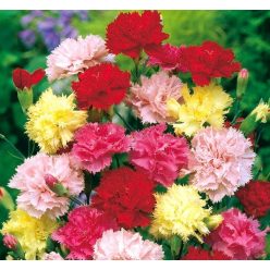 1 szál szegfű celofánba csomagolva (min. 10 db.-tól)