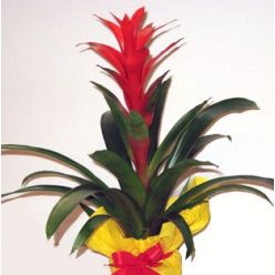 Guzmania (cserepes növény)