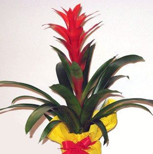 Guzmania (cserepes növény)