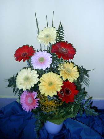 Gerbera mix